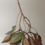 Brachychiton populneus seedpods, watercolour by Valerie Richards