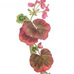 Geranium, watercolour by Ro Bancroft