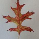 Pin Oak leaf, watercolour by Valerie Richards