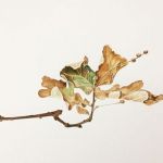 Oak leaf branch, watercolour by Ro Bancroft